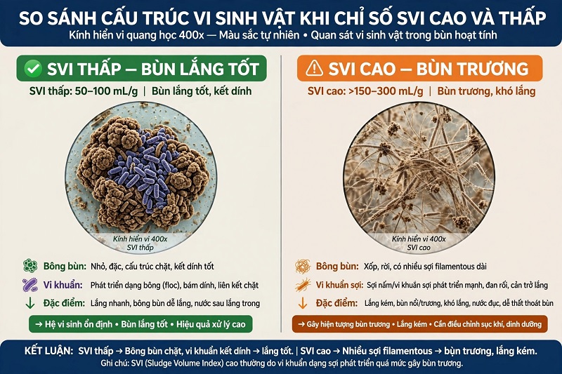 So sánh cấu trúc vi sinh vật khi chỉ số SVI cao và thấp