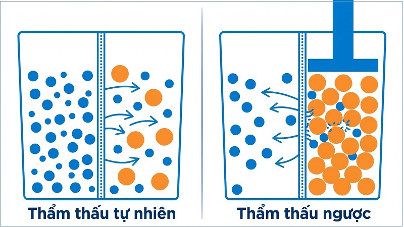So sánh thẩm thấu và thẩm thấu ngược