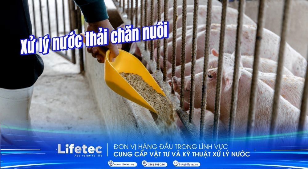 Xử lý nước thải chăn nuôi | Giải pháp tối ưu bảo vệ môi trường và phát triển bền vững