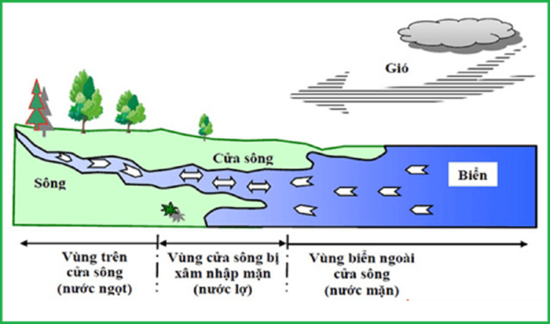 Nước lợ là gì? Tổng quan từ cơ chế hình thành đến công nghệ xử lý chuyên sâu